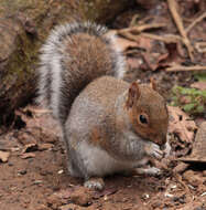 Слика од Sciurus subgen. Sciurus Linnaeus 1758