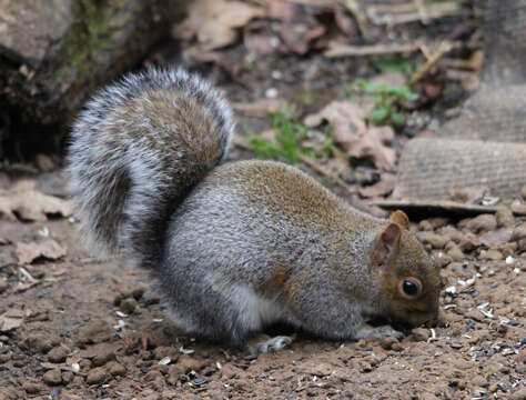 Image of Sciurus subgen. Sciurus Linnaeus 1758