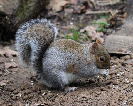 Image of Sciurus subgen. Sciurus Linnaeus 1758