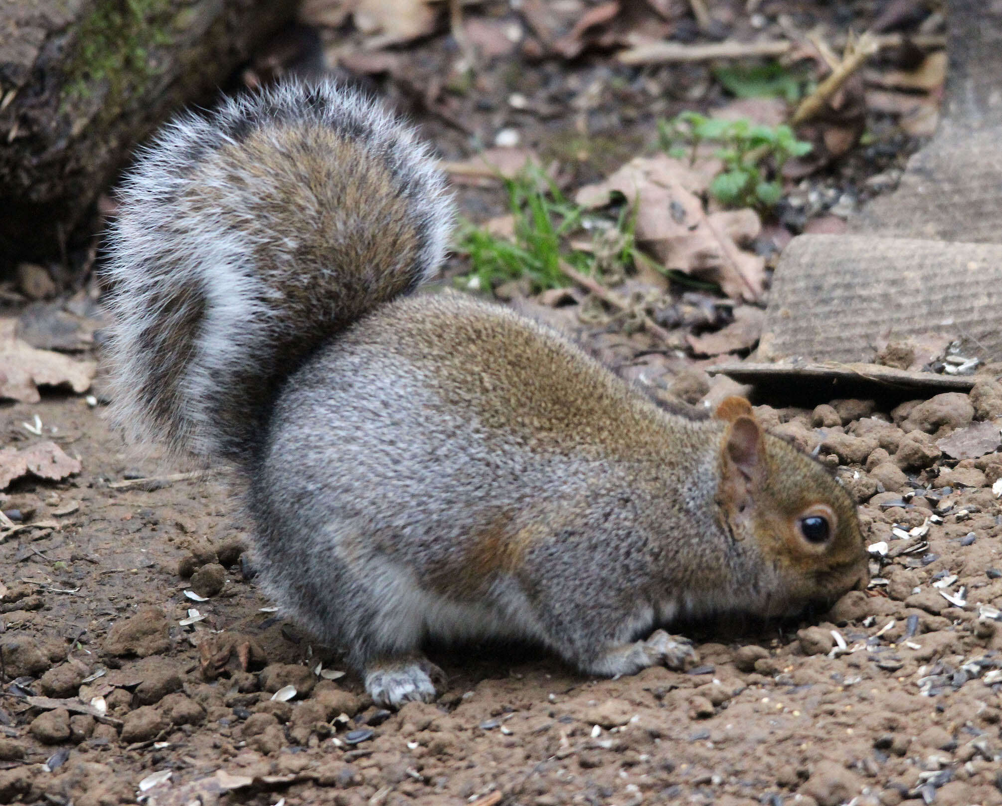 Слика од Sciurus subgen. Sciurus Linnaeus 1758