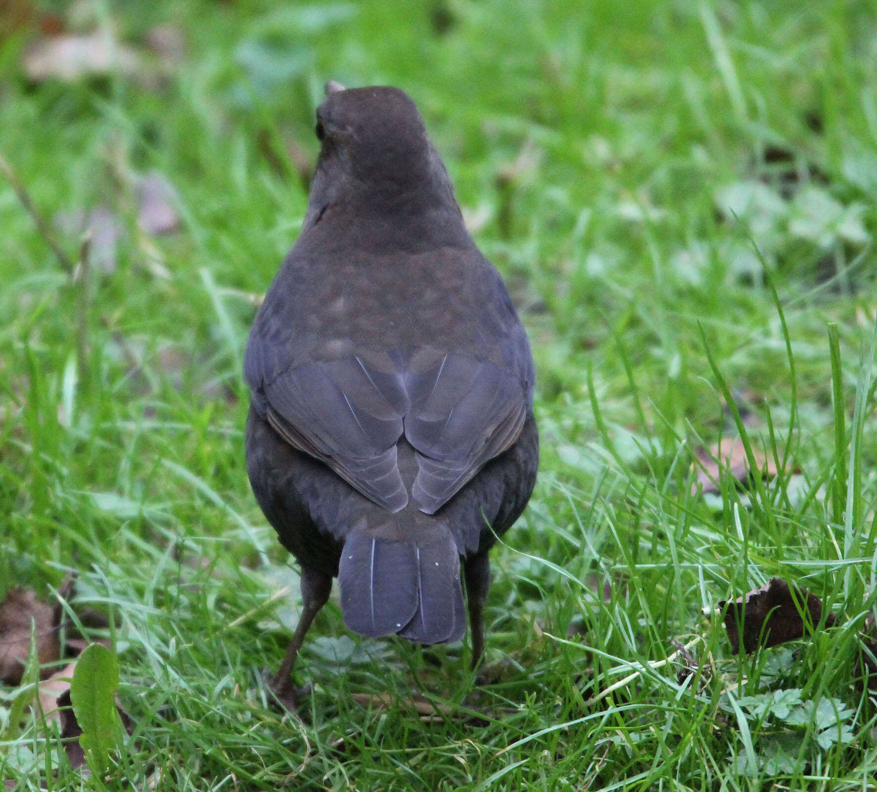 Image of Blackbird