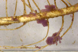 <i>Lamprocystis roseo-persicina</i> resmi