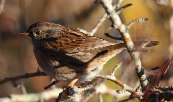 Image of Dunnock