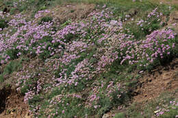 Image of thrift seapink