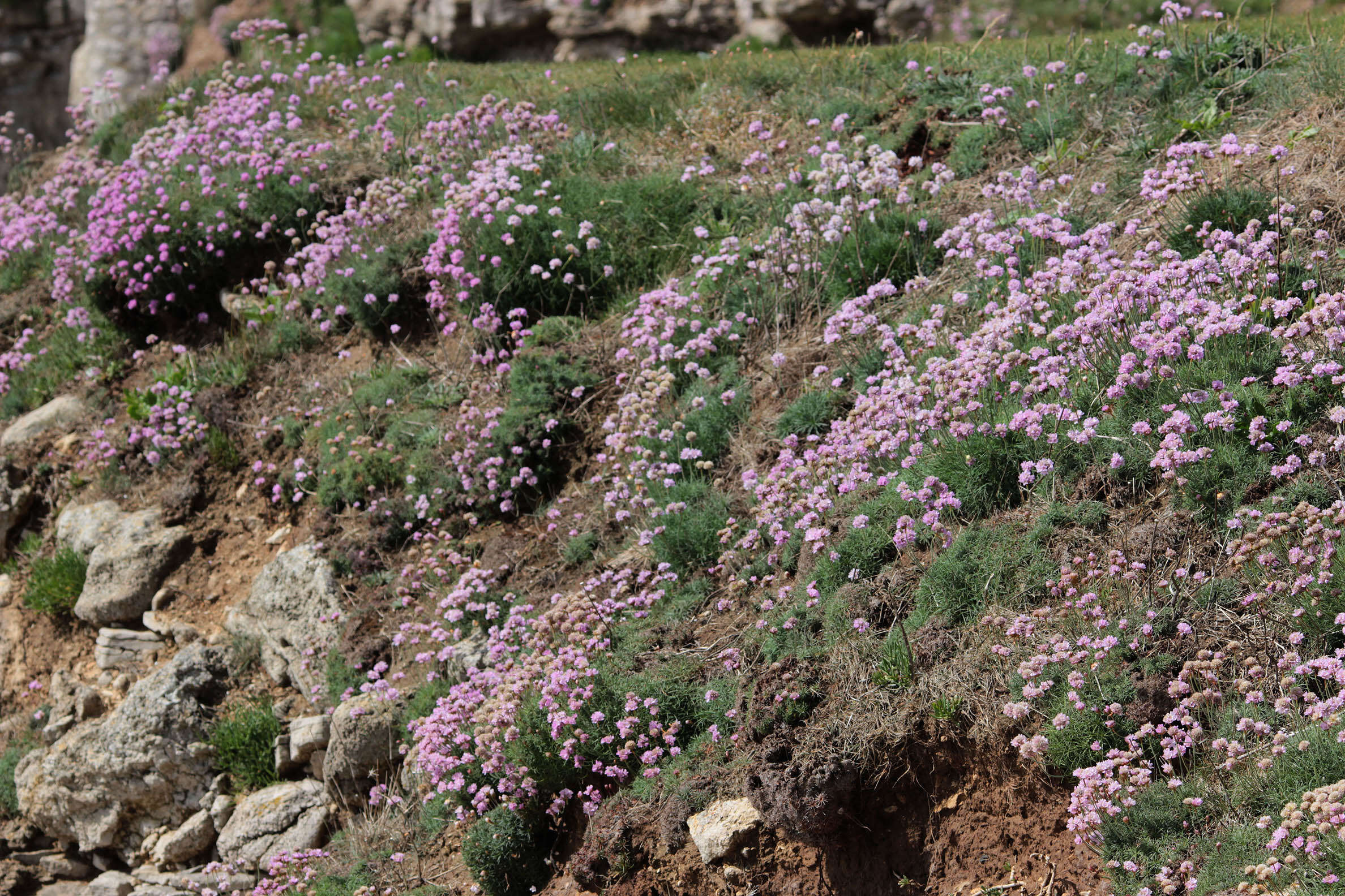 Image of thrift seapink