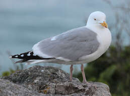 Image of European Herring Gull