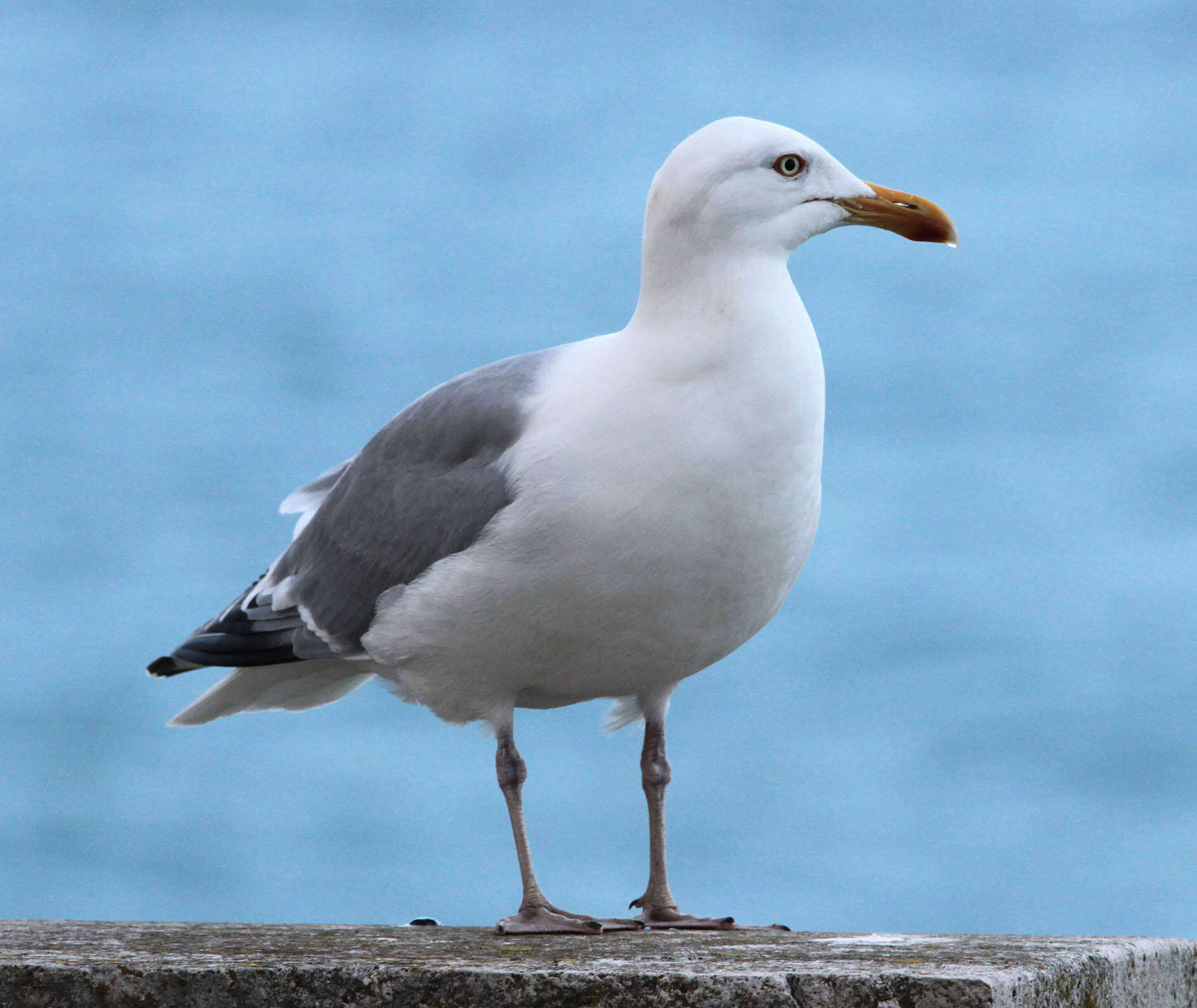 Image of European Herring Gull