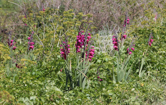 Plancia ëd Gladiolus byzantinus Mill.