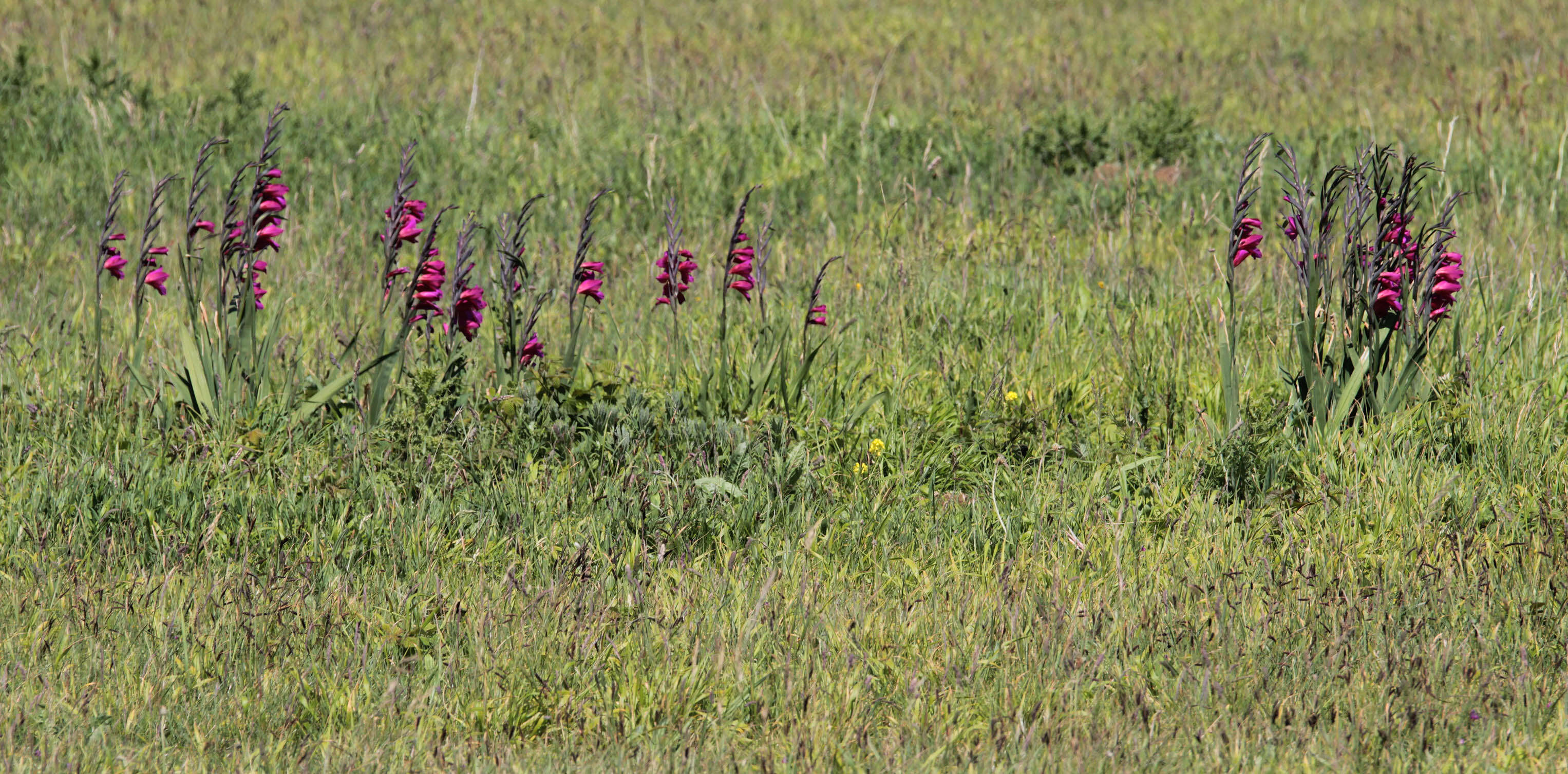 صورة Gladiolus byzantinus Mill.