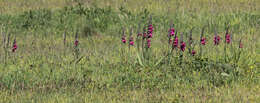 صورة Gladiolus byzantinus Mill.