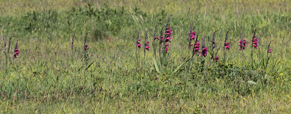 Plancia ëd Gladiolus byzantinus Mill.