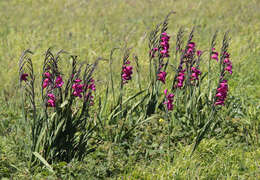 Plancia ëd Gladiolus byzantinus Mill.