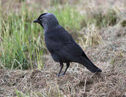 Image of Eurasian Jackdaw