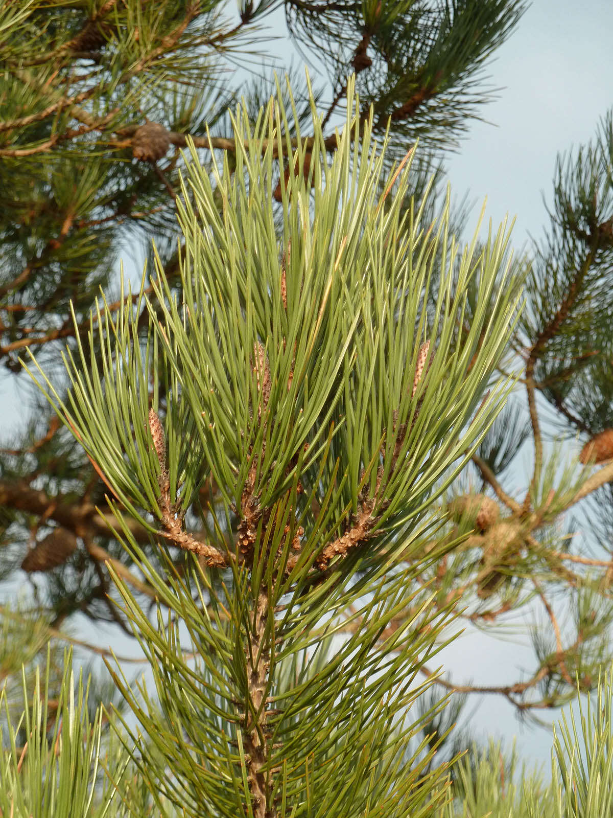 Image of Maritime Pine