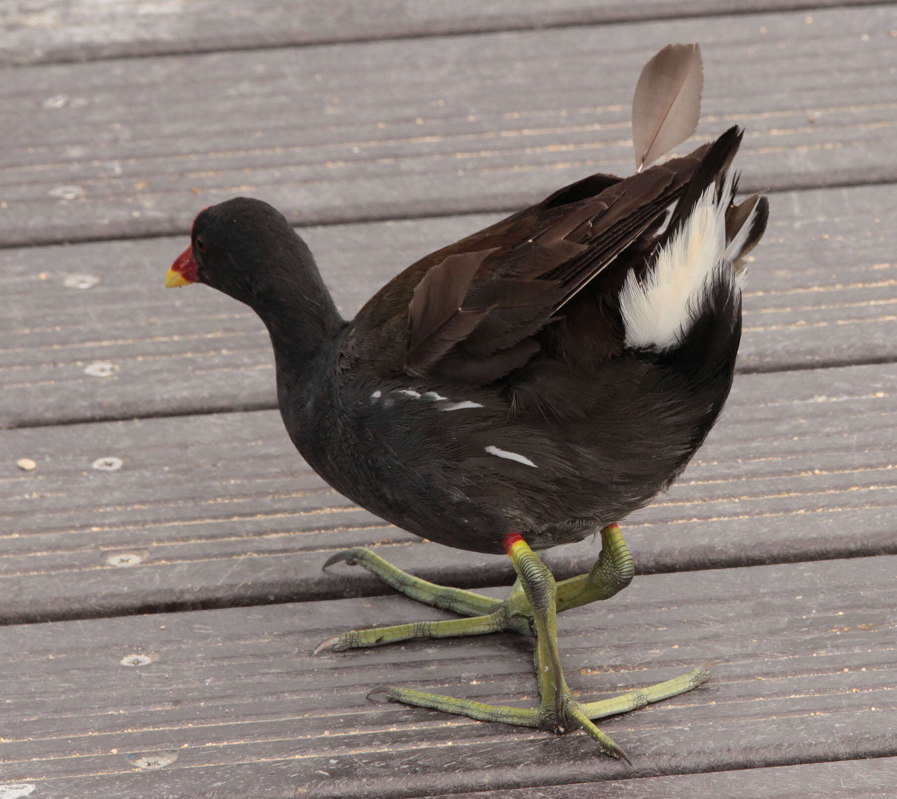 Image of Common Moorhen