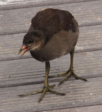 Image of Common Moorhen