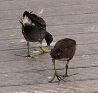 Image of Common Moorhen