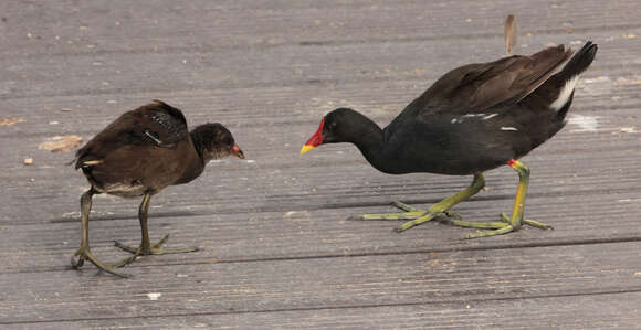 Image of Common Moorhen