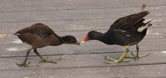 Image of Common Moorhen