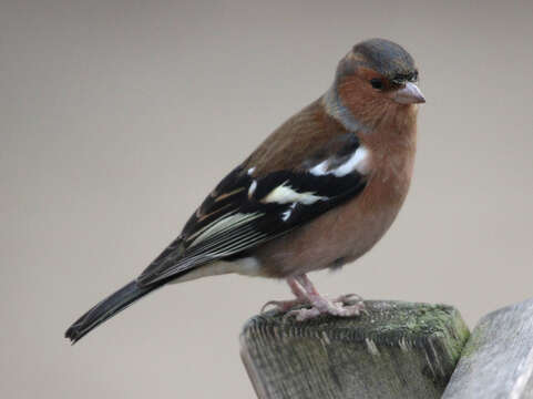 Image of Fringilla Linnaeus 1758