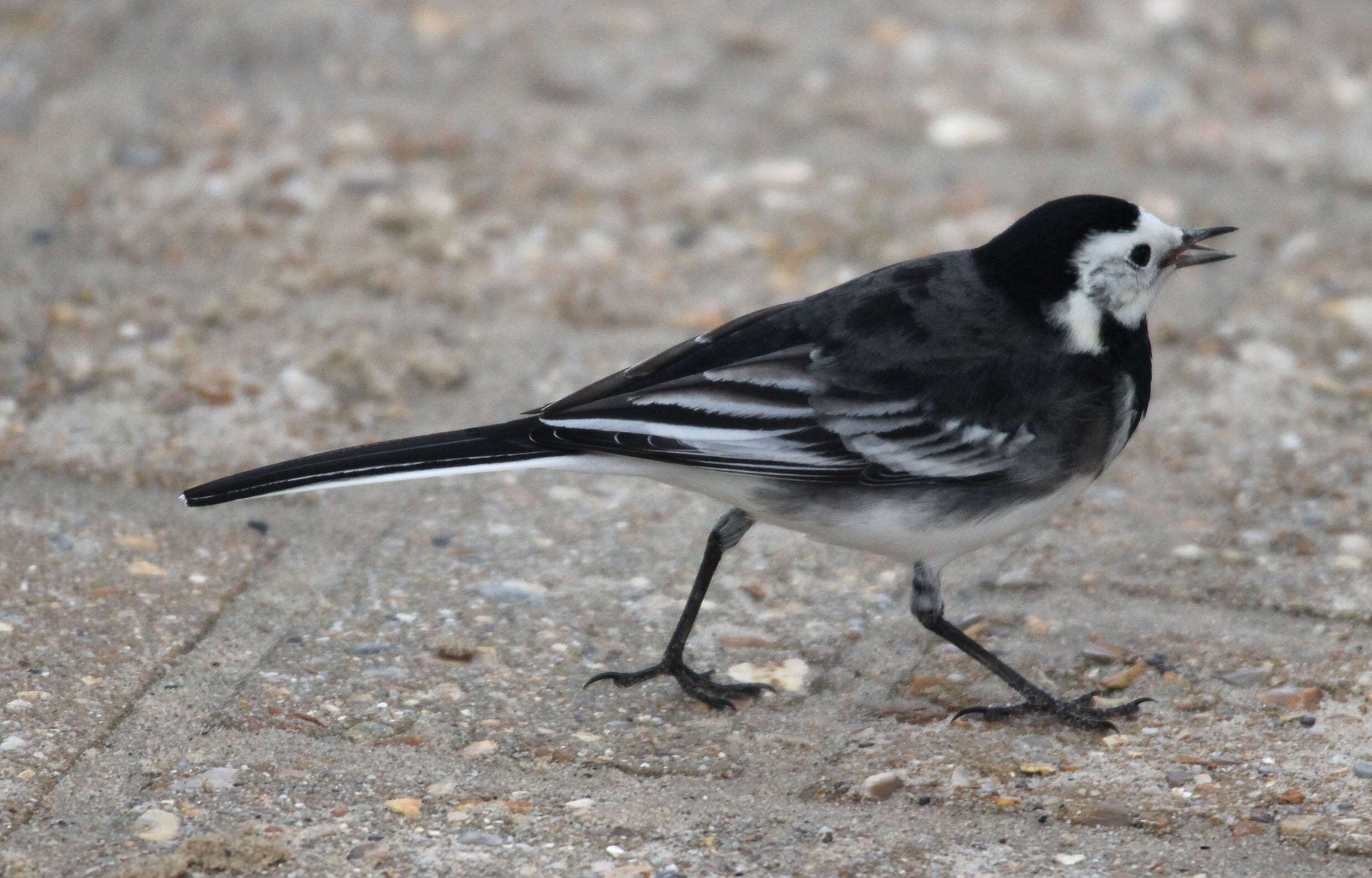 Image of Motacilla alba yarrellii Gould 1837