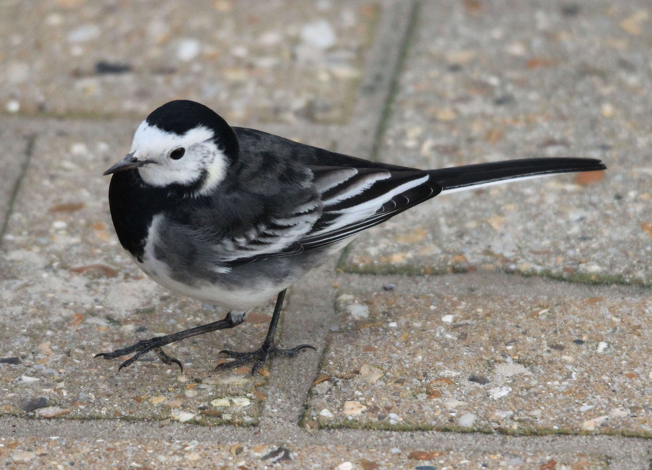 Image of Motacilla alba yarrellii Gould 1837