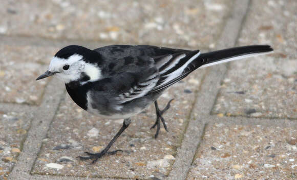 Image of Motacilla alba yarrellii Gould 1837