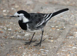 Image of Motacilla alba yarrellii Gould 1837