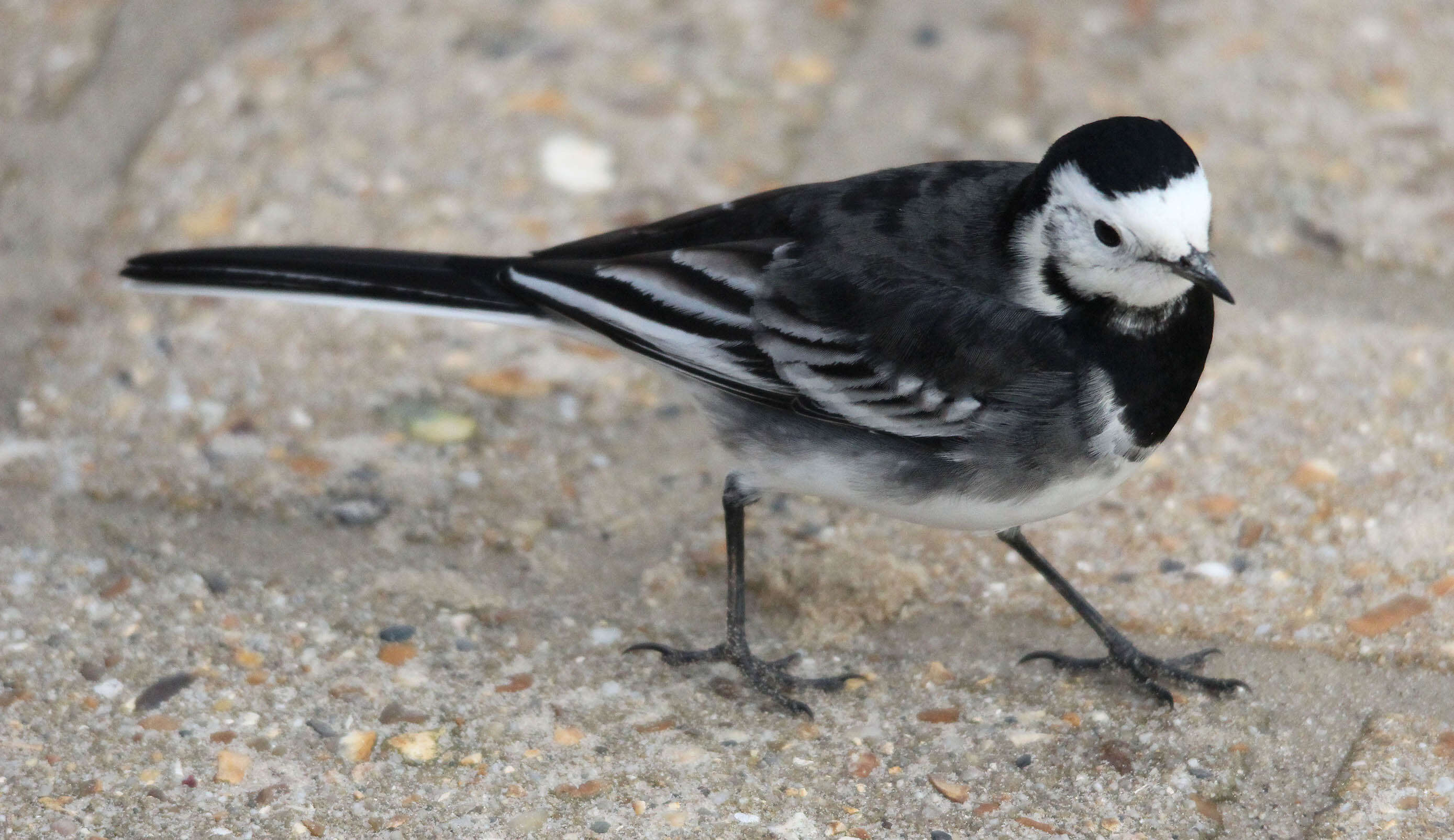 Image of Motacilla alba yarrellii Gould 1837