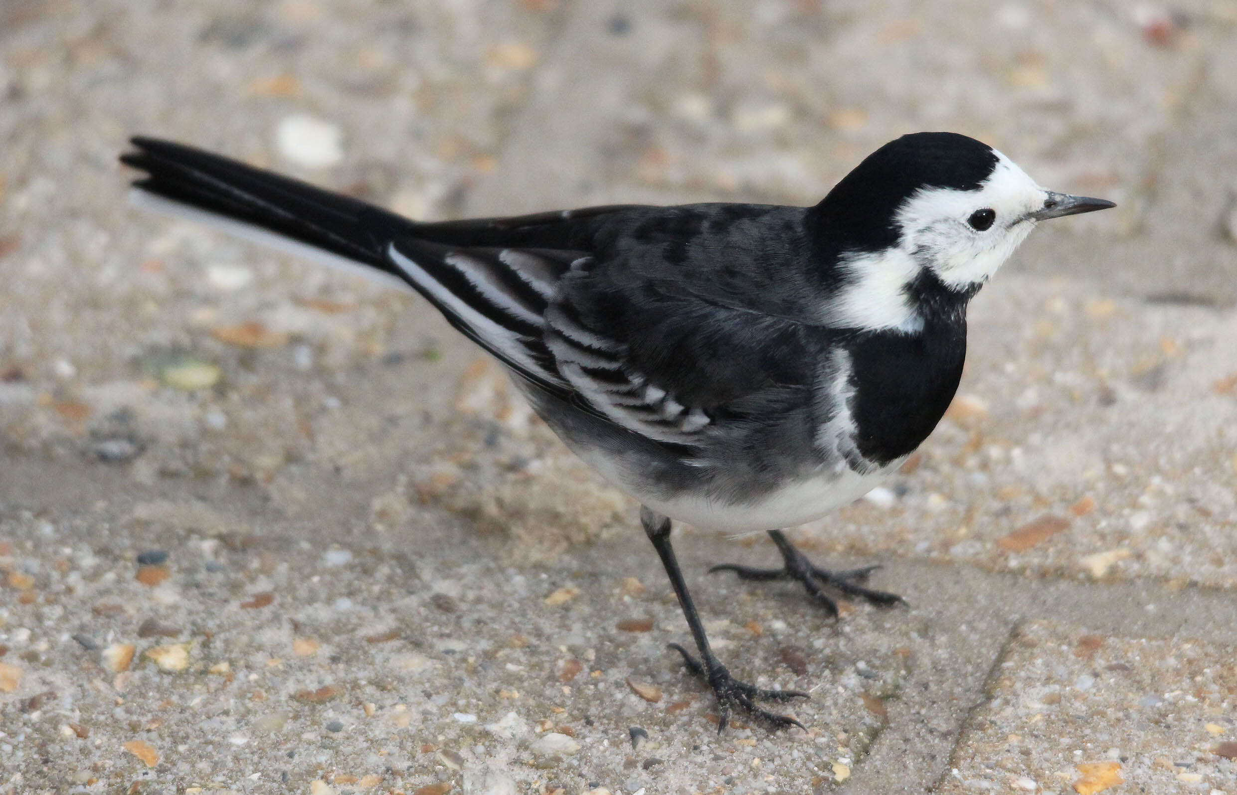 Image of Motacilla alba yarrellii Gould 1837