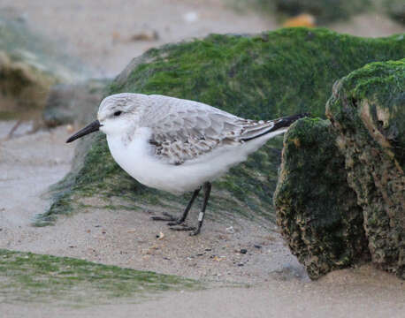 Image of Sanderling