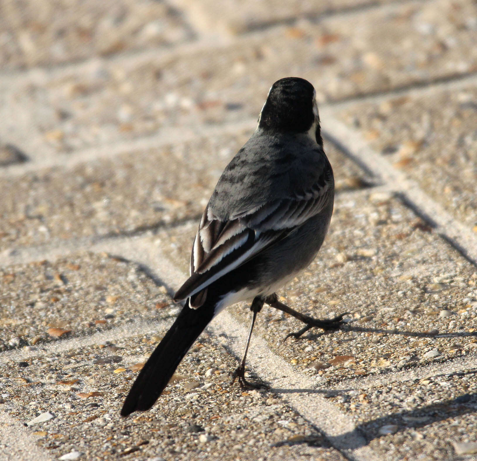 Image of Motacilla alba yarrellii Gould 1837