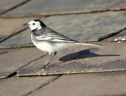 Image of Motacilla alba yarrellii Gould 1837