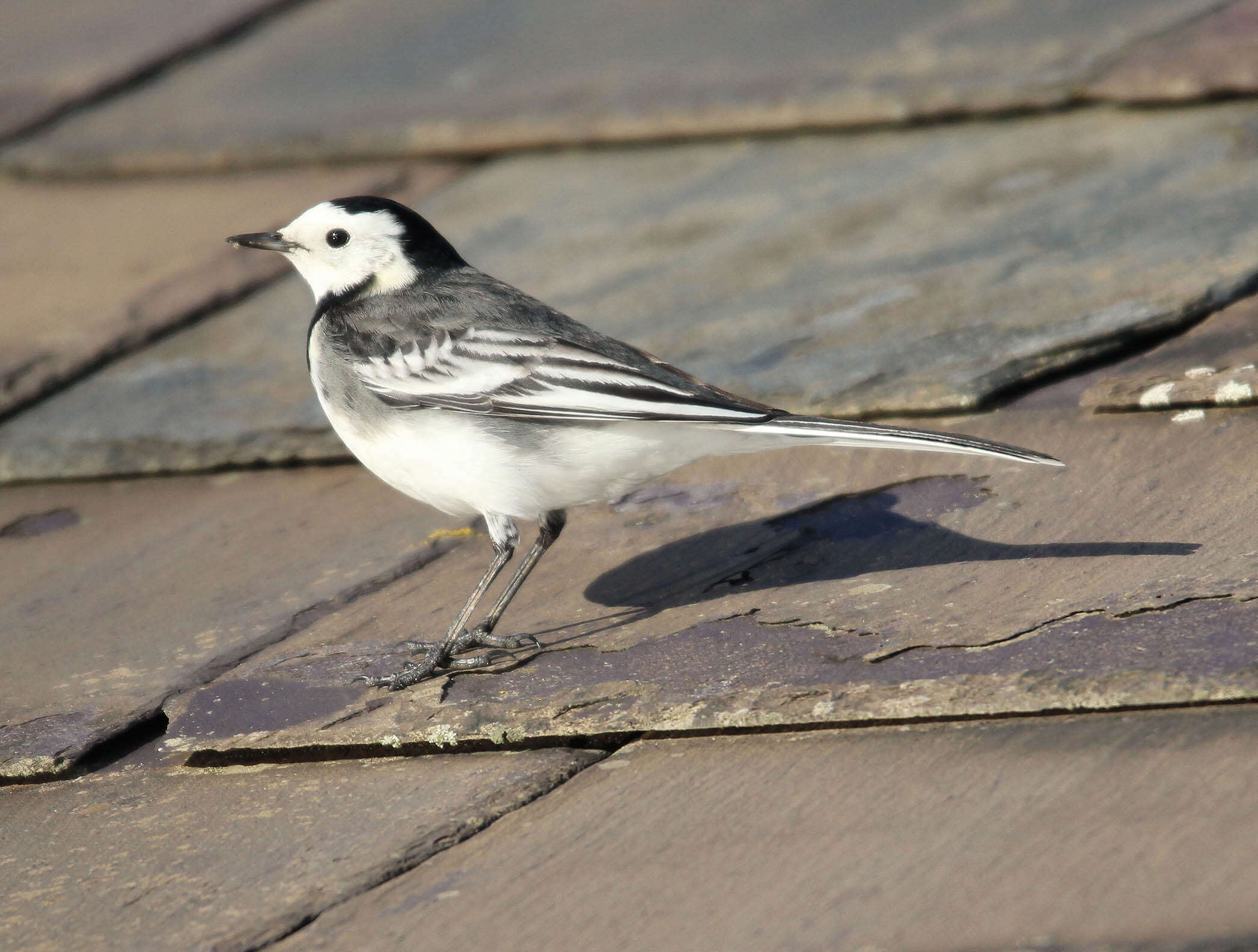 Image of Motacilla alba yarrellii Gould 1837