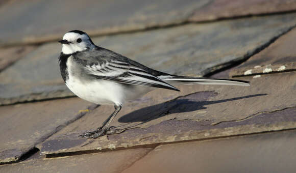 Image of Motacilla alba yarrellii Gould 1837