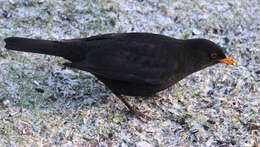 Image of Blackbird