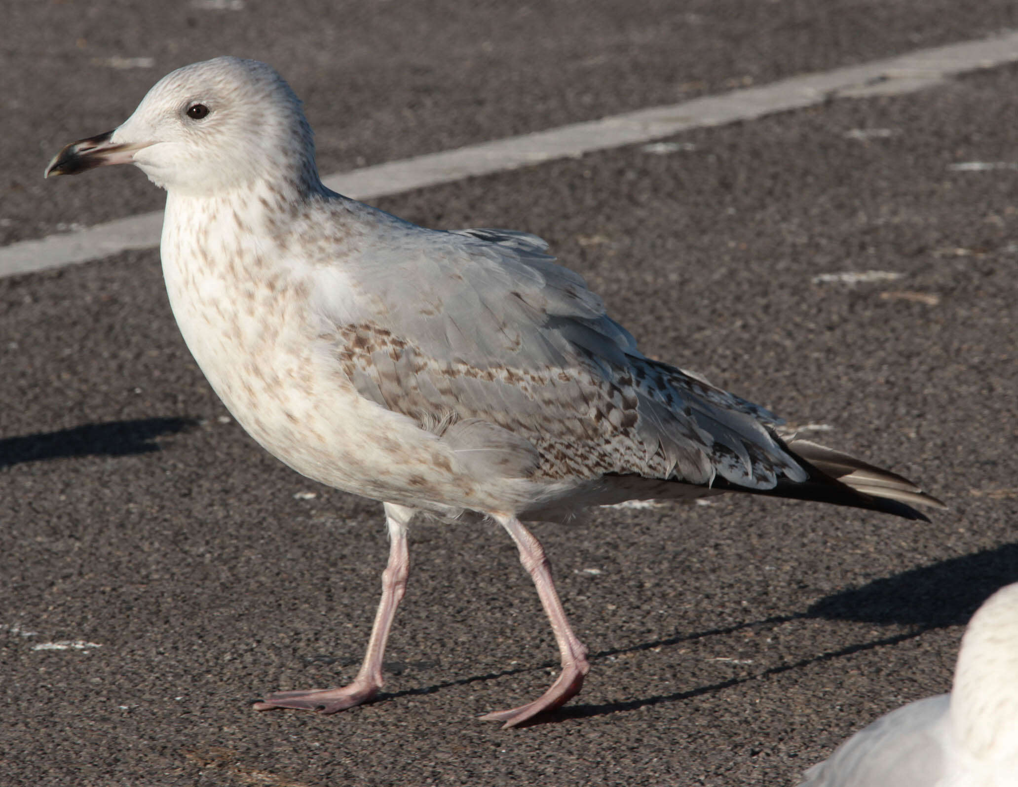 Image of European Herring Gull