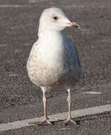 Image of European Herring Gull