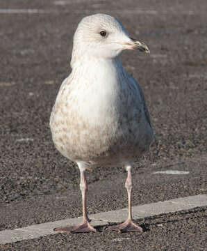 Image of European Herring Gull