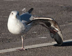 Image of European Herring Gull