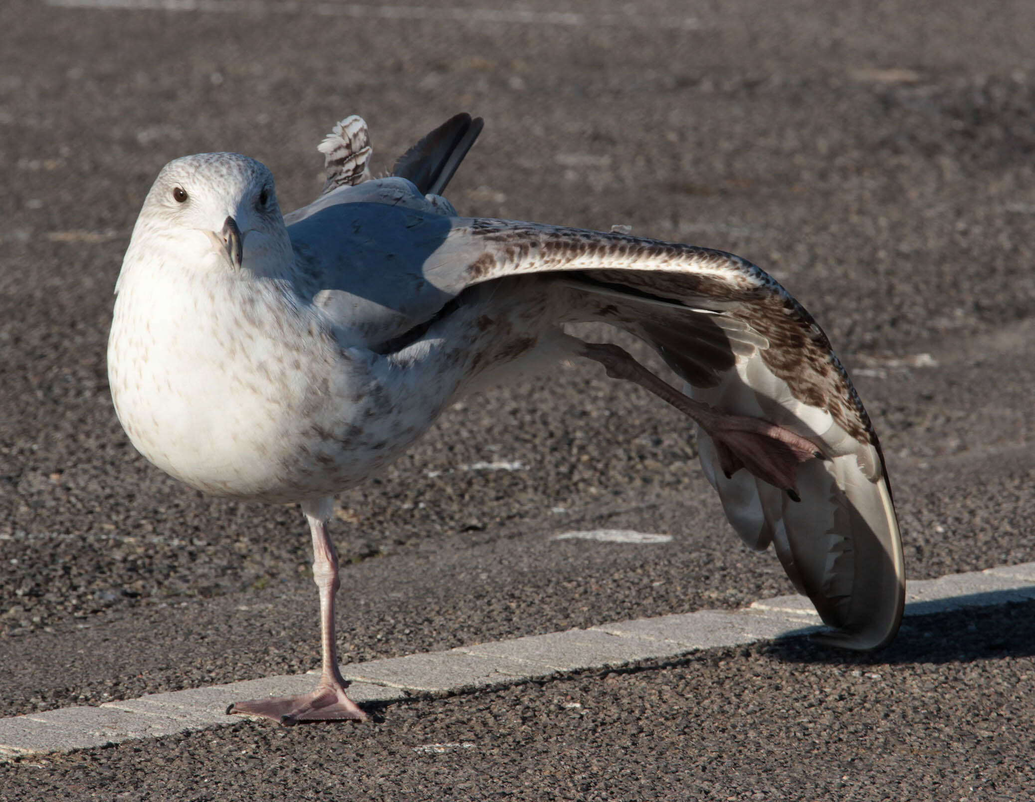 Image of European Herring Gull