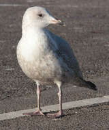 Image of European Herring Gull