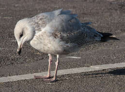 Image of European Herring Gull