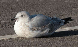 Image of European Herring Gull