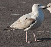 Image of European Herring Gull