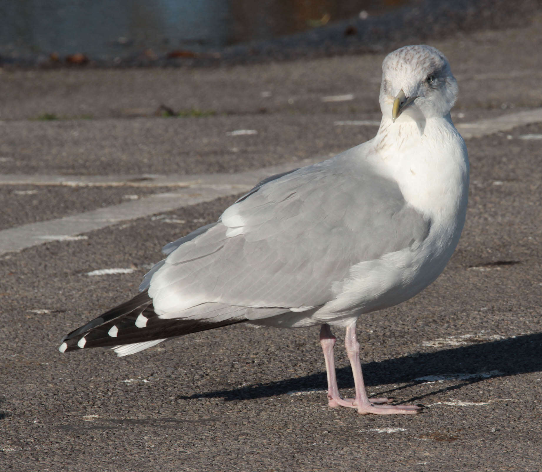 Image of European Herring Gull