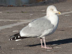 Image of European Herring Gull