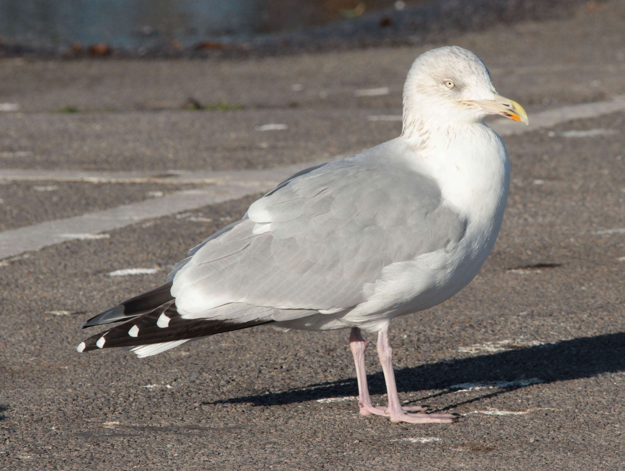 Image of European Herring Gull