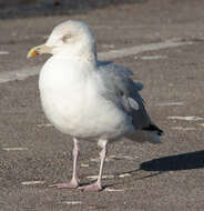 Image of European Herring Gull