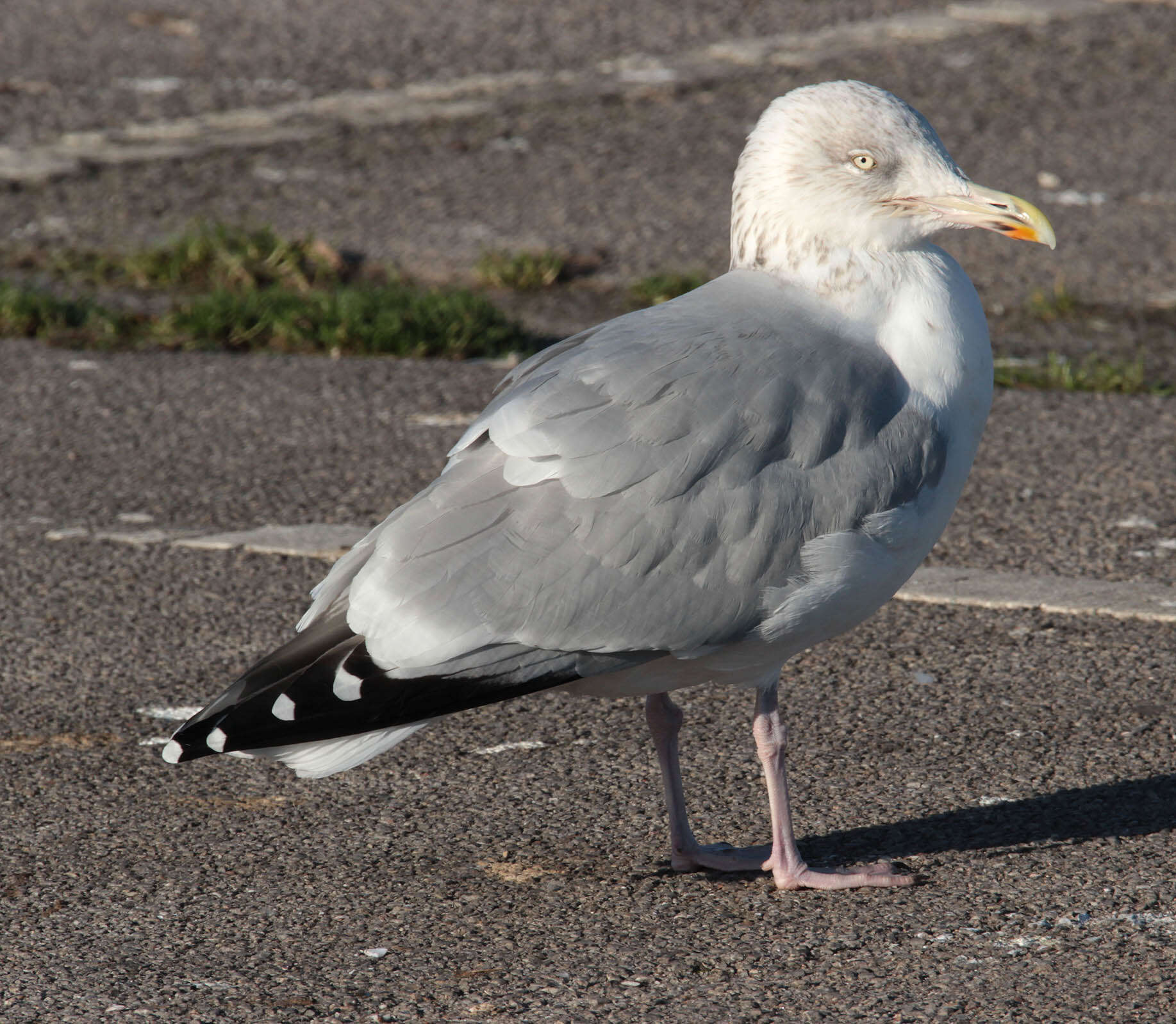 Image of European Herring Gull